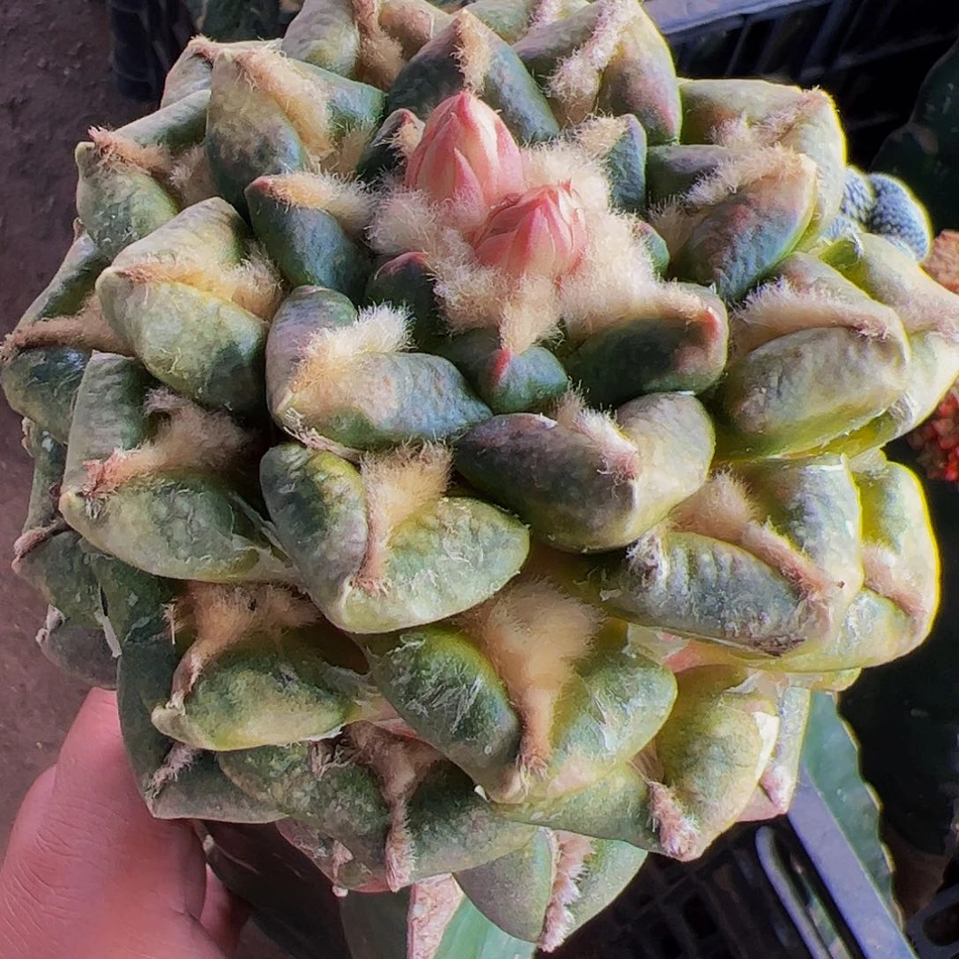 无花朵泰***行光面大尤黑牡丹锦848