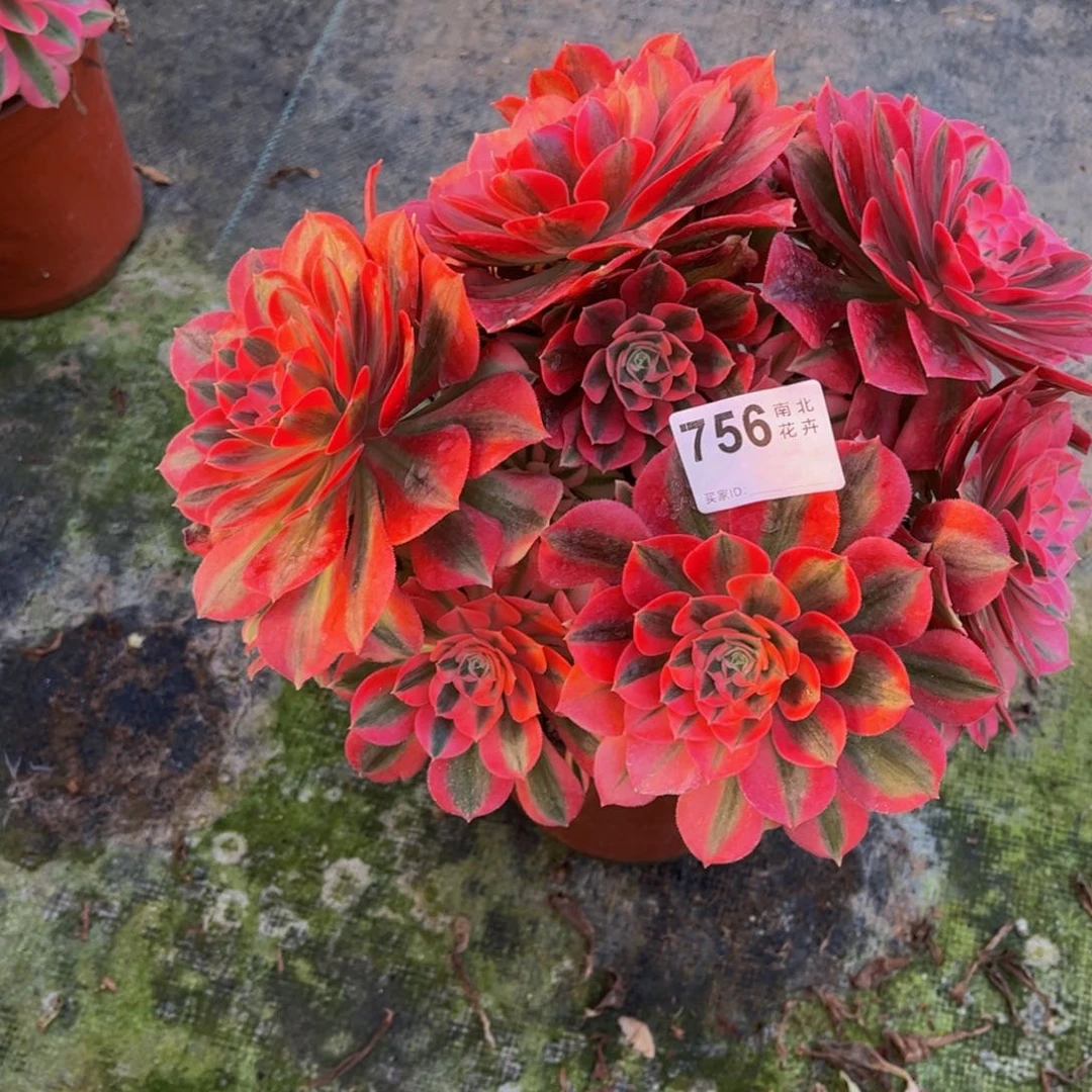 多肉女巫不正0000756