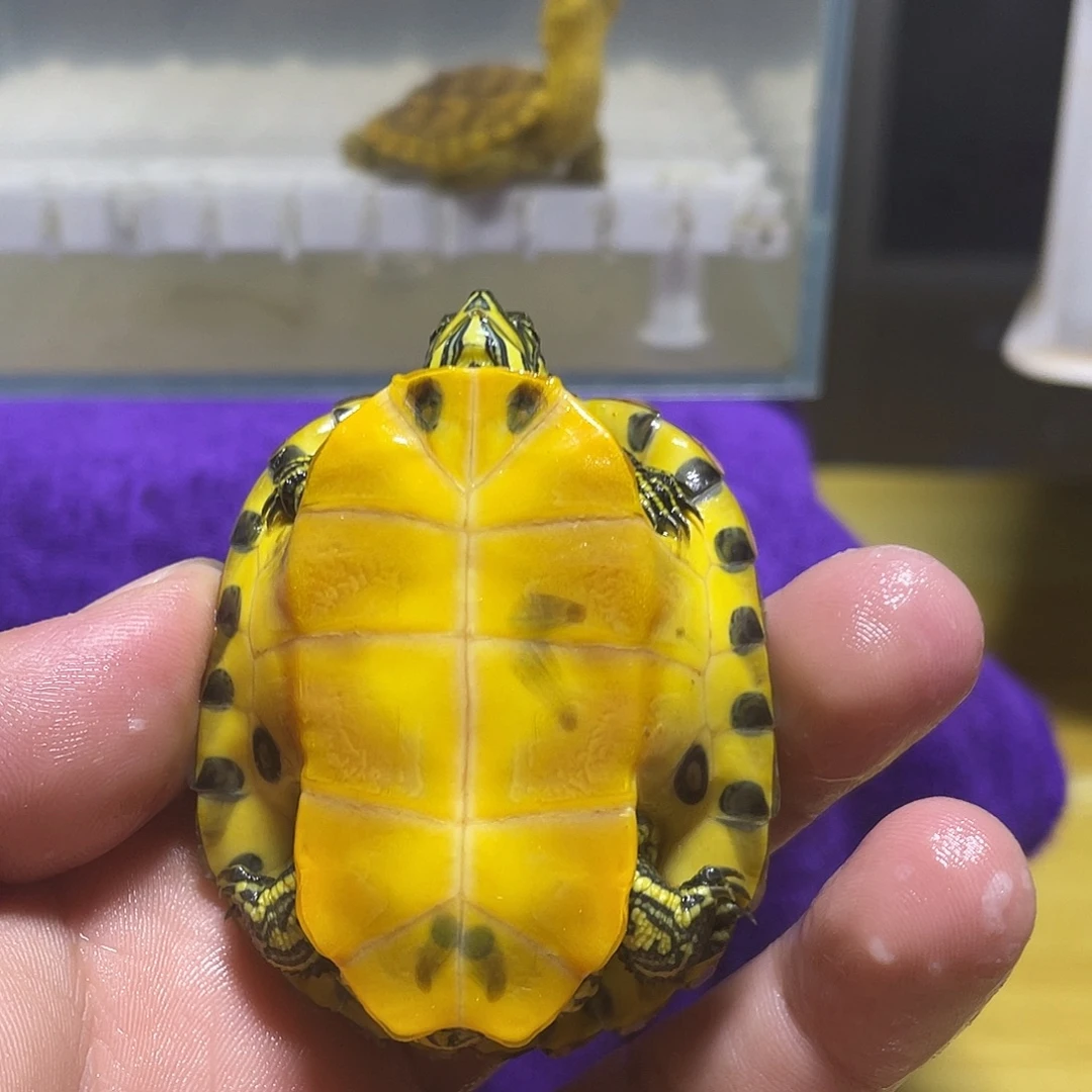 不分公母宠物龟黄