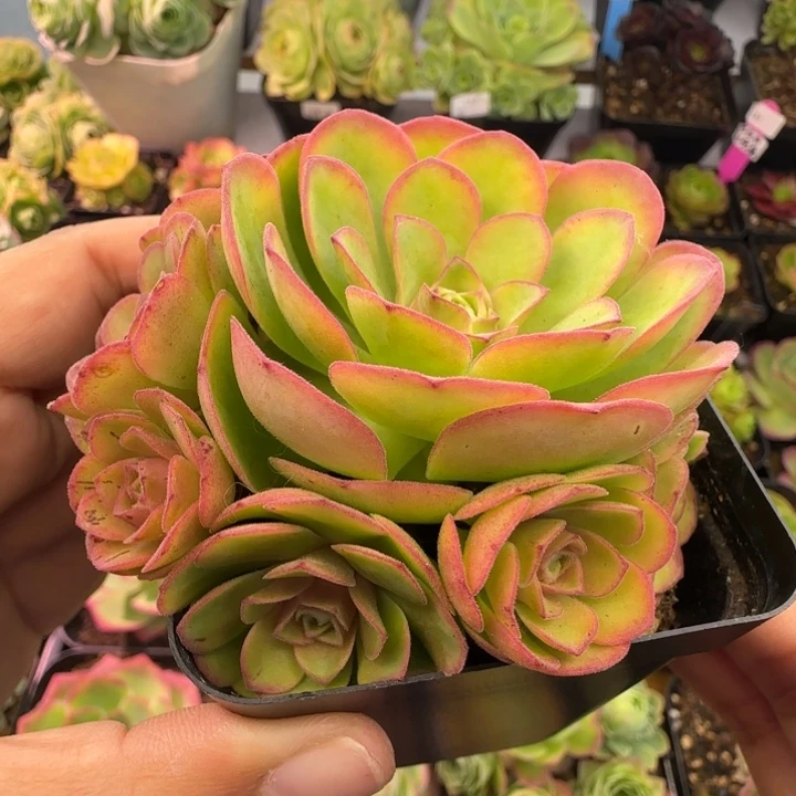 L59半城玫瑰甜言