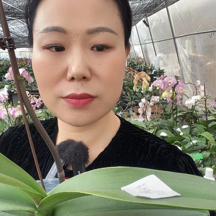 无花朵幻影蝴蝶兰