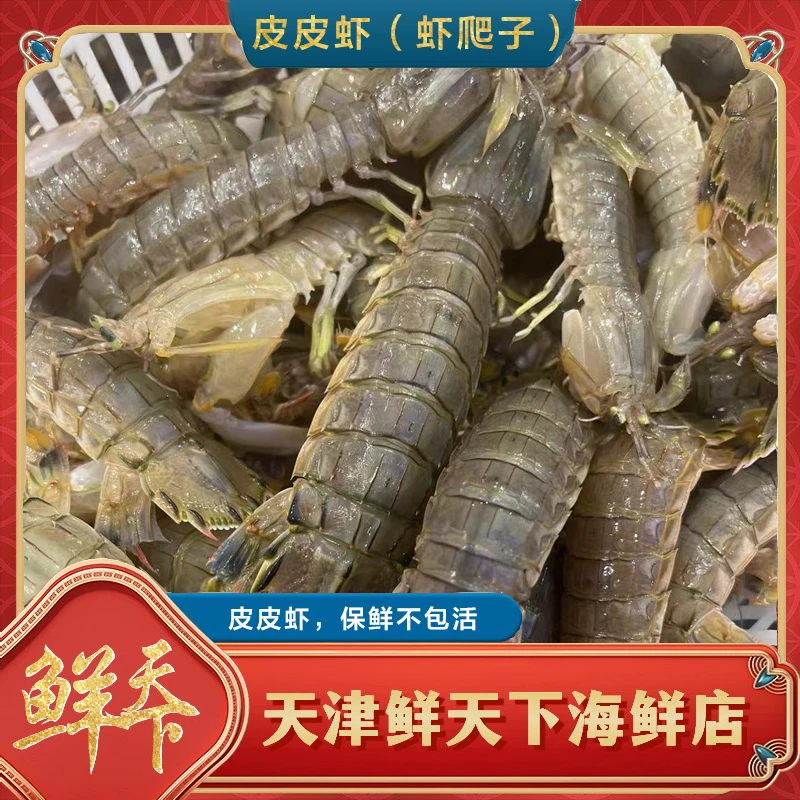 【保鲜不保活】全母皮皮虾 一斤13-15条左右 发顺丰转天到