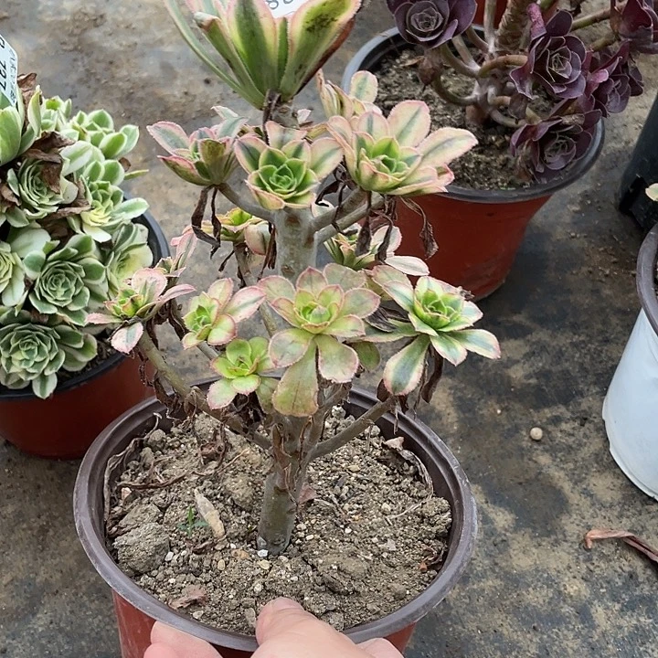 738白兰地多肉植物法师