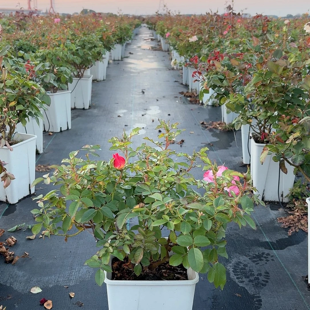 当前无花朵，栽培后可花朵139