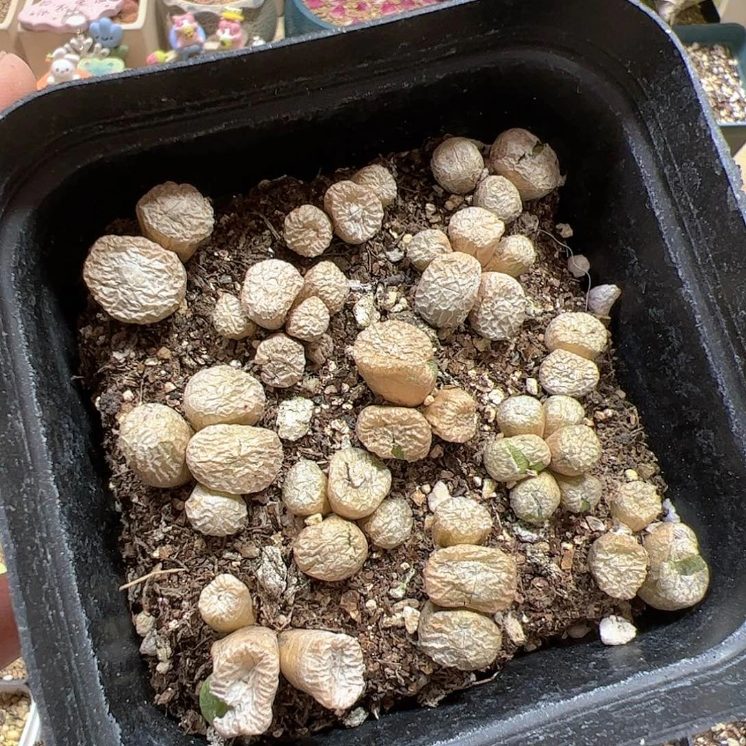 【闪购商品】332 铜壶