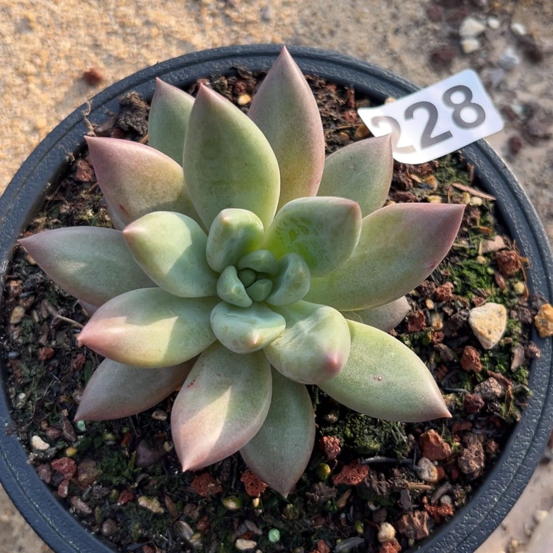 水晶球228多肉植物