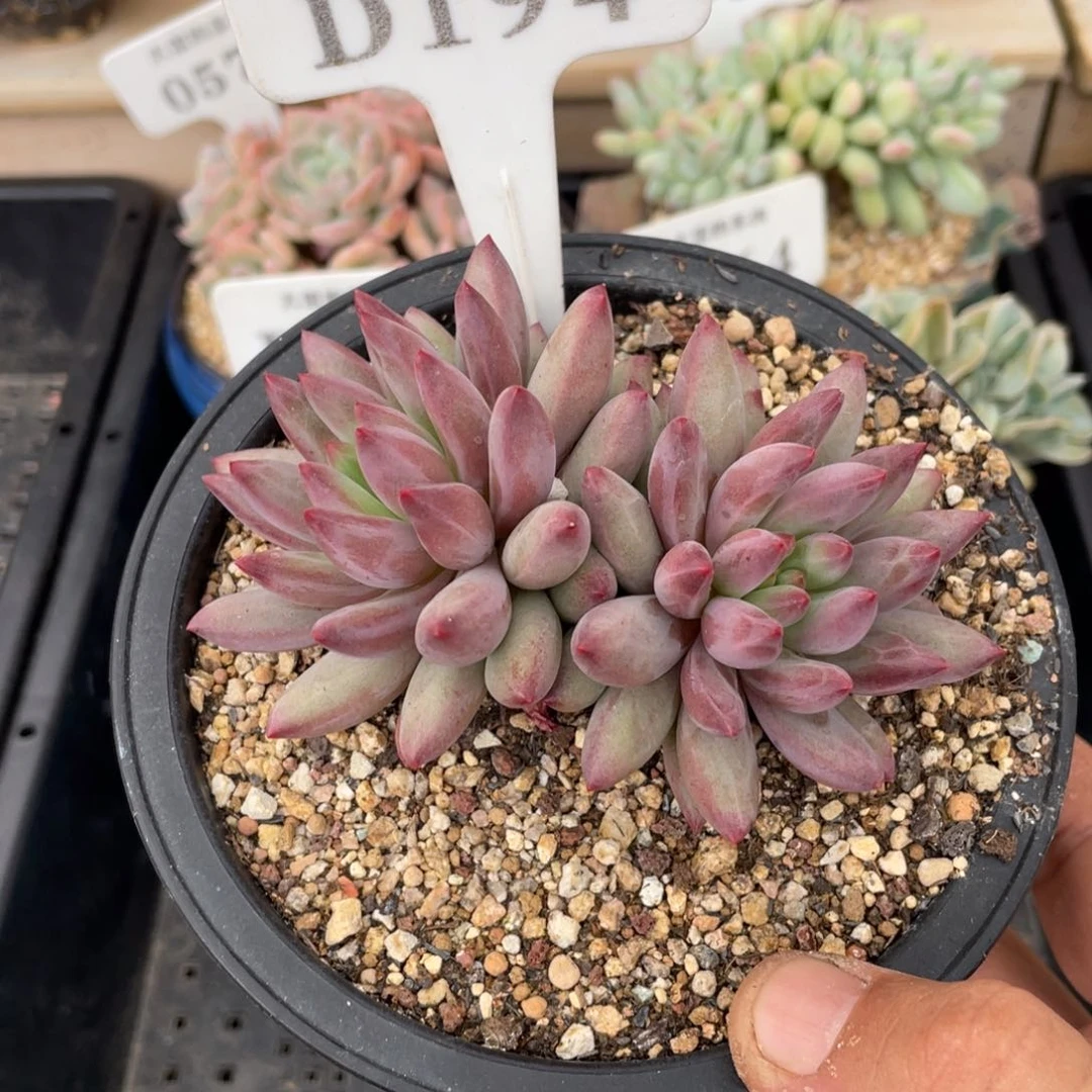 194虞美人不带盆10厘米