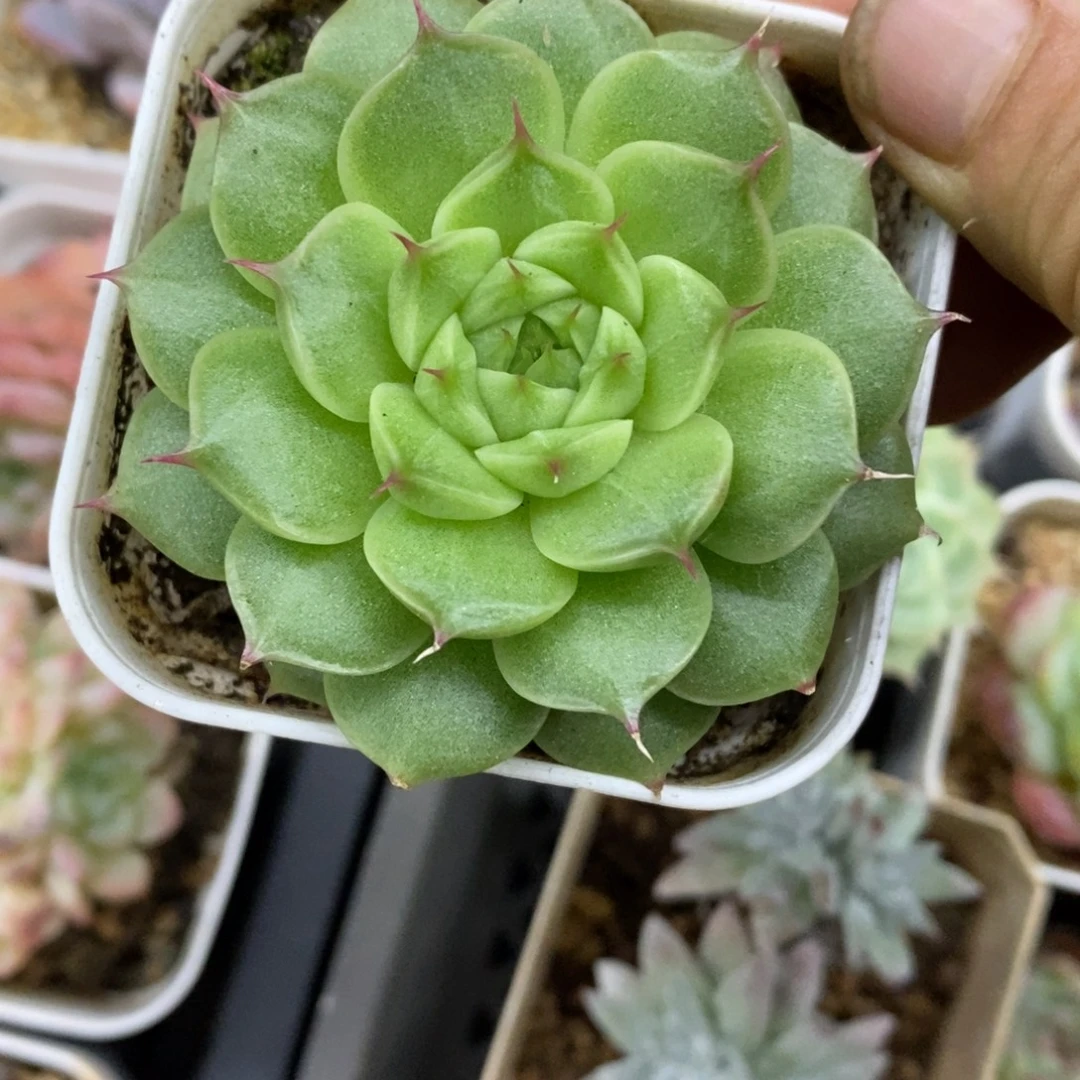 精品多肉一物一拍不包整149