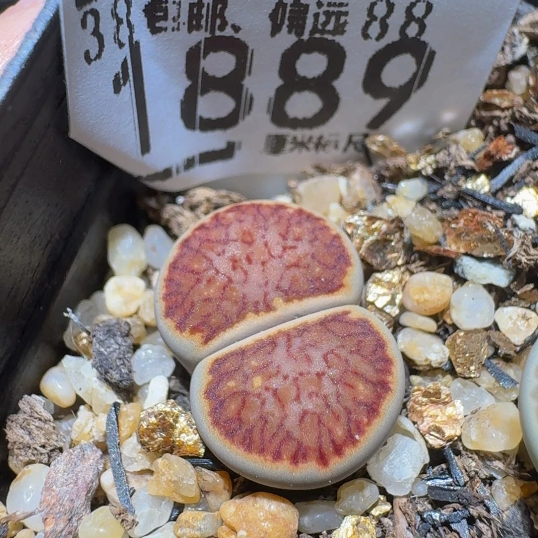 Ssss精品生石花1889