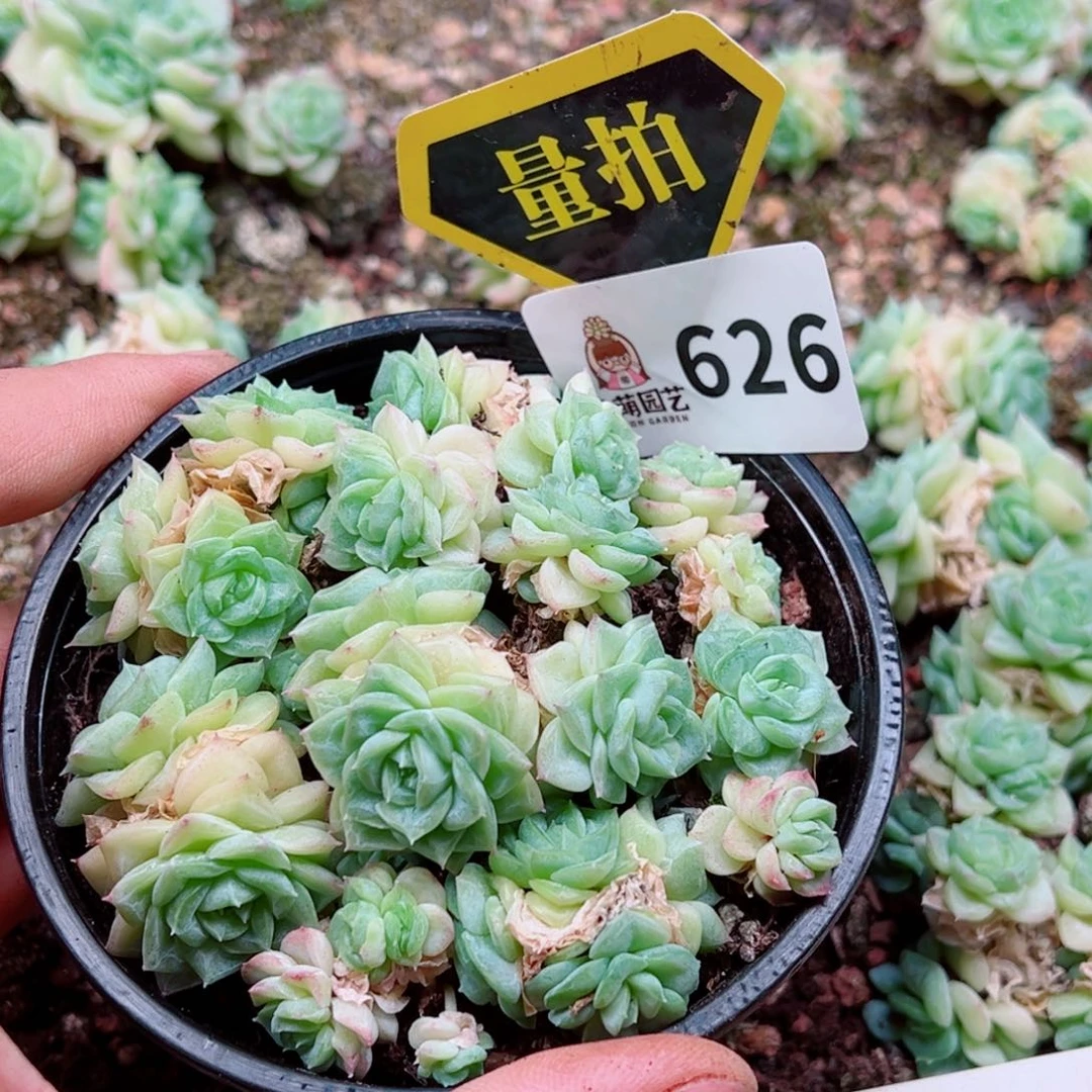 当前无花朵，栽培后可花朵