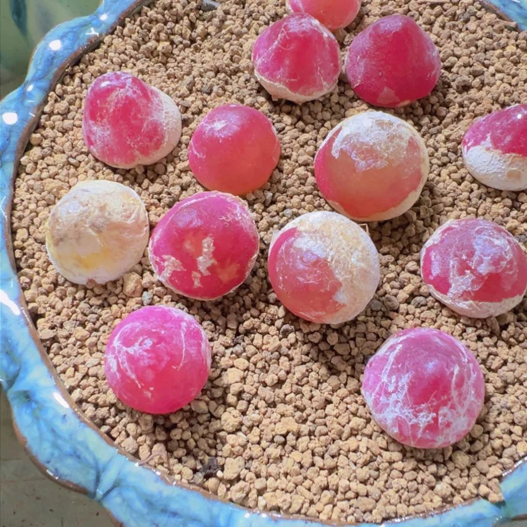 量拍母本灯泡一颗。多肉