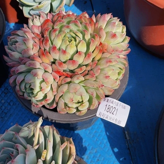 一***?绿龙18021多肉