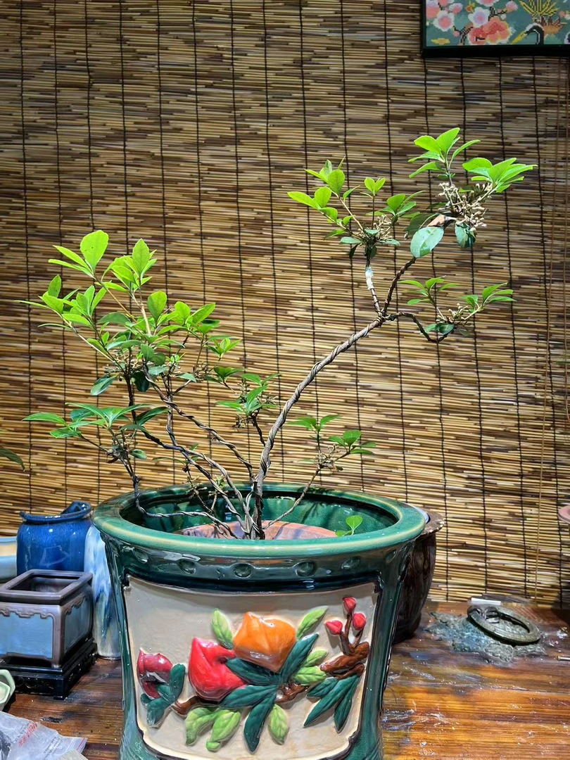 直播链接  海岛春花栀子花  一物一拍