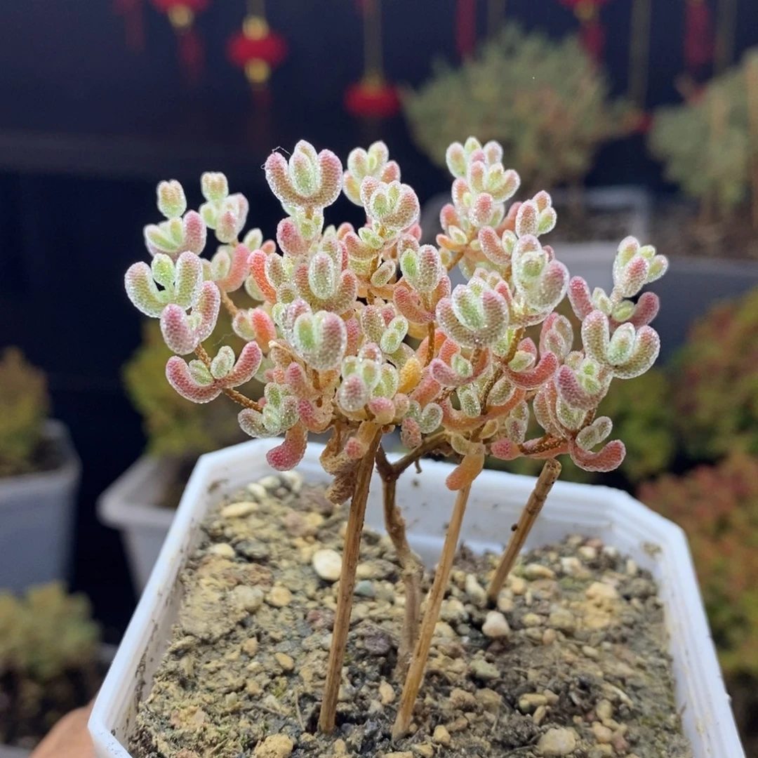 322号优选冰晶枝干多肉