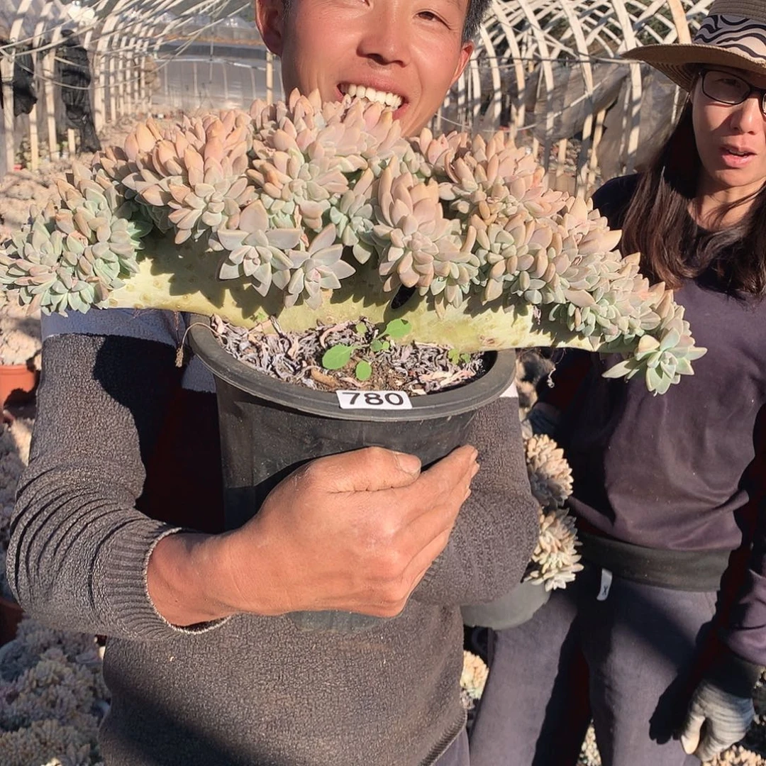 780 淡雪缀 一物一拍