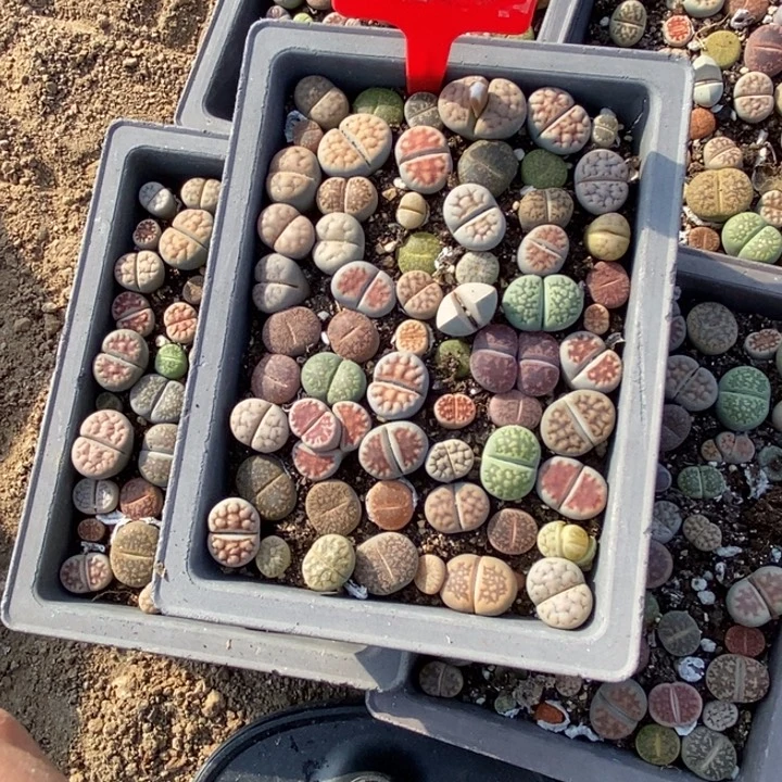 ****维生石花等植物的442