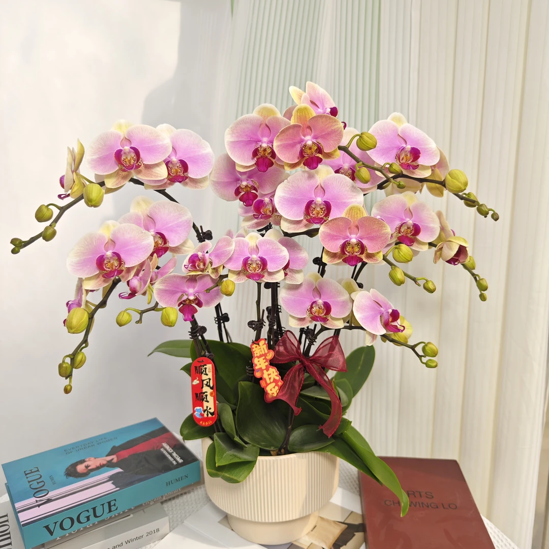 《蒙娜丽莎》欧洲进口嫩绿粉色蝴蝶兰精致组盆带花带花苞
