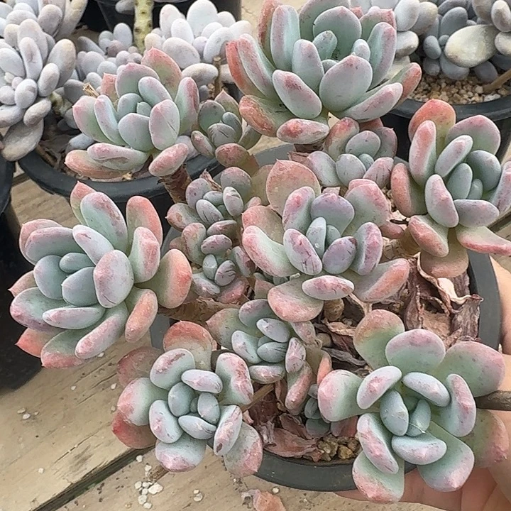 灰姑娘多肉植物的生长