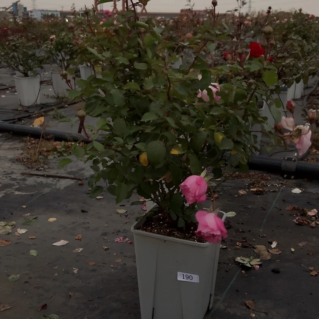 当前无花朵，栽培后可花朵190