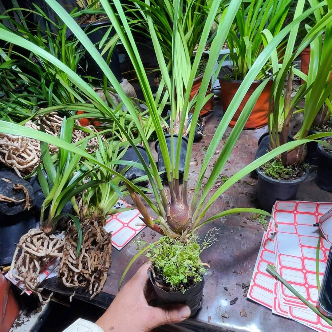 无花朵开花结果的事怎么会如此突然