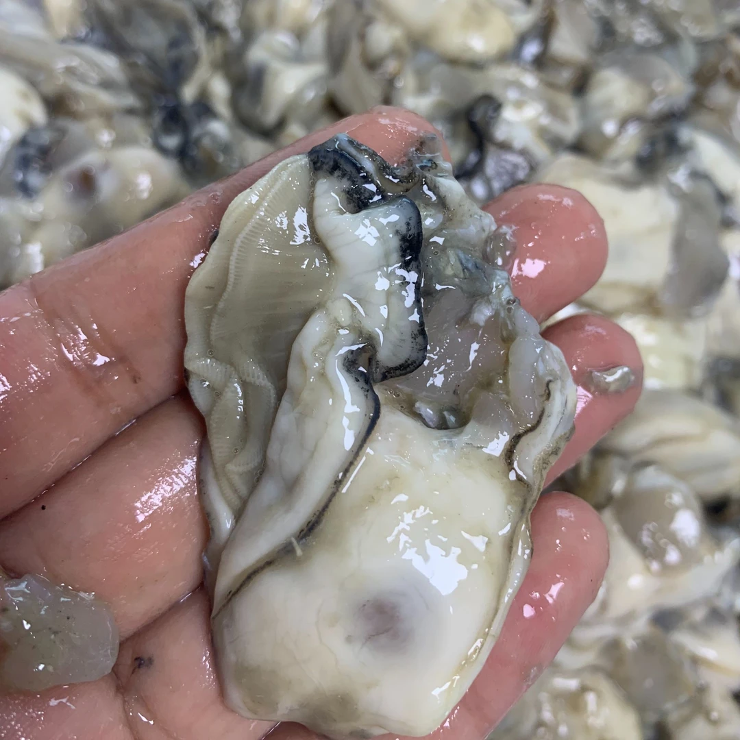 大连长海县原浆手括海蛎子肉到手3斤（速冻发货） 顺丰包邮