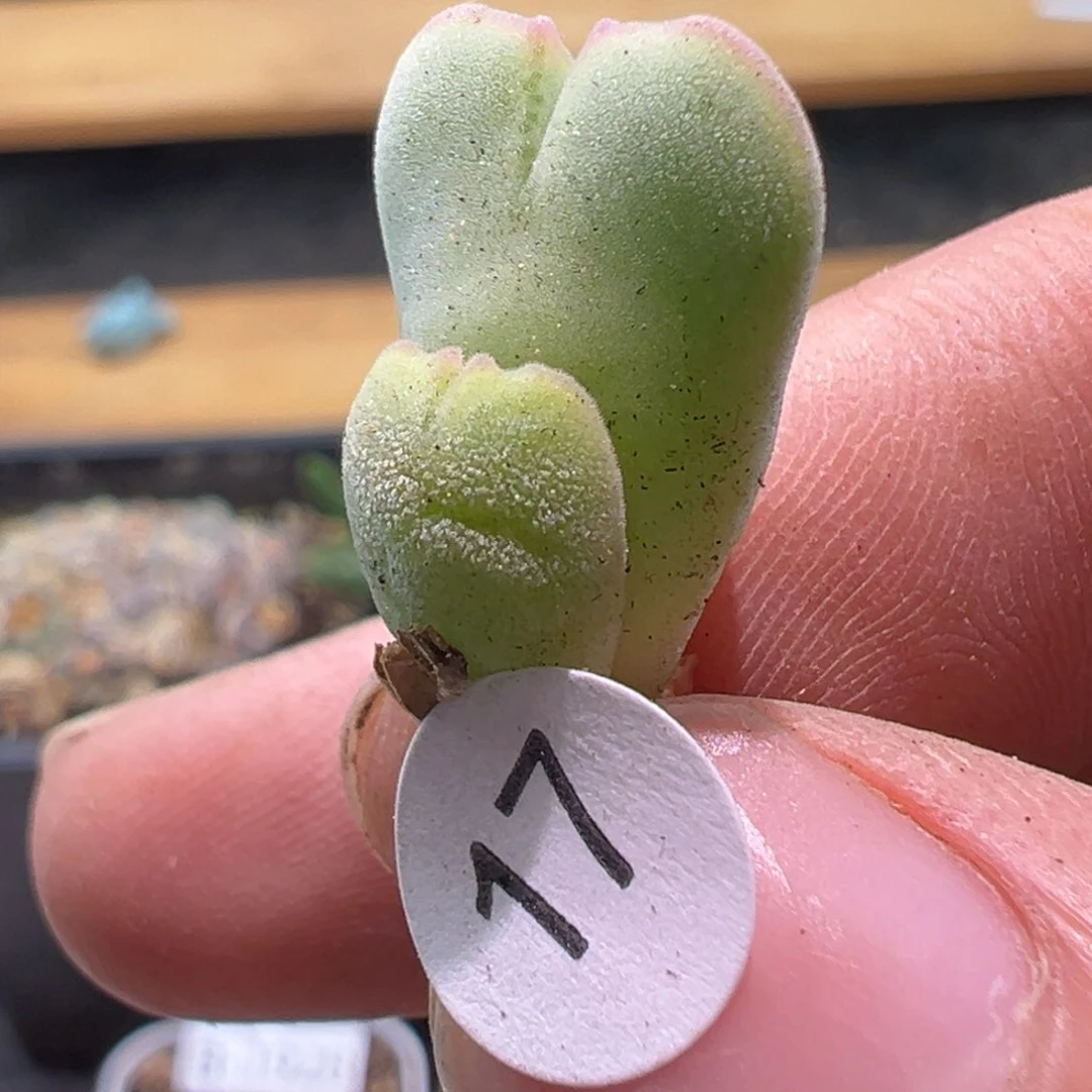 多肉植物111111111111