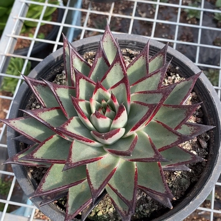 D678- 直播福利 乌木