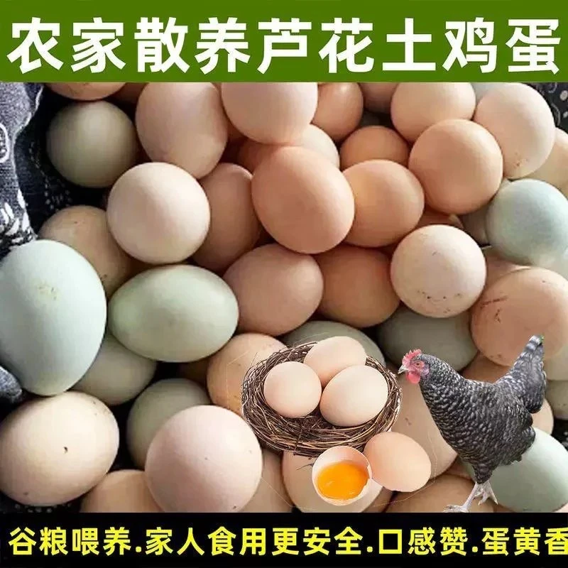 正宗农家散养 新鲜芦花鸡土鸡蛋 营养健康 混装（绿壳黄壳都有）