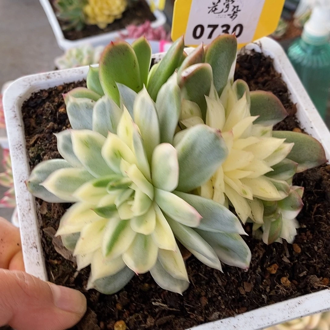 730哈哈哈哈哈哈哈哈