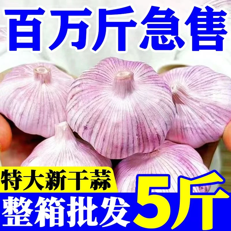 正宗紫皮大蒜新鲜干蒜农产品生鲜特产