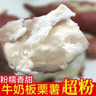 白心板栗红薯新鲜现挖