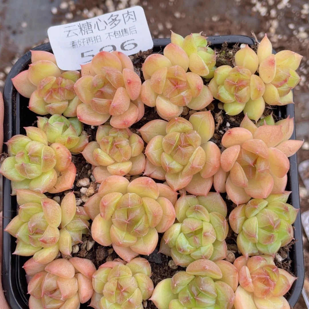 云糖心多肉植物596