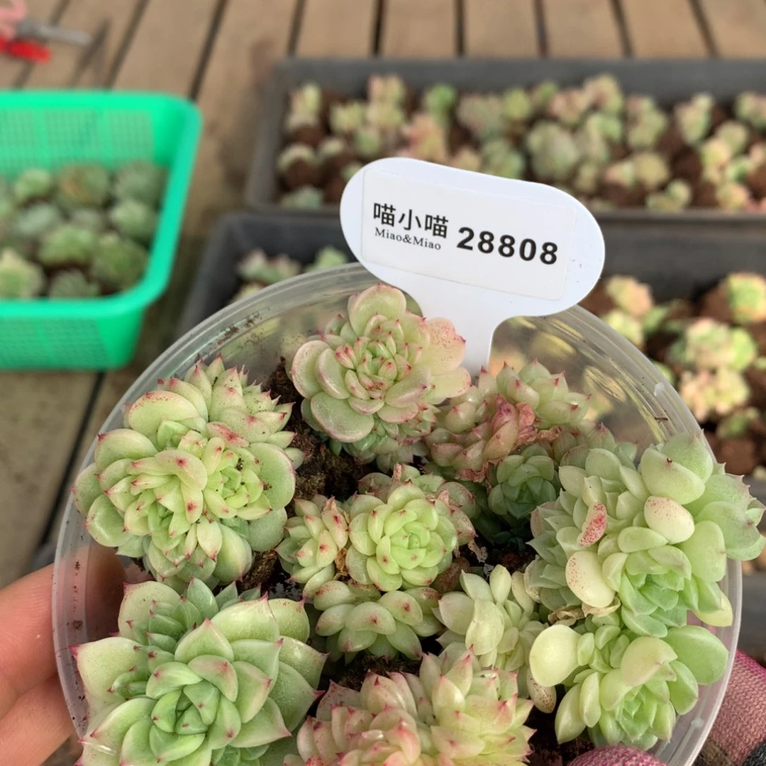 多肉植物麦秆珍妮