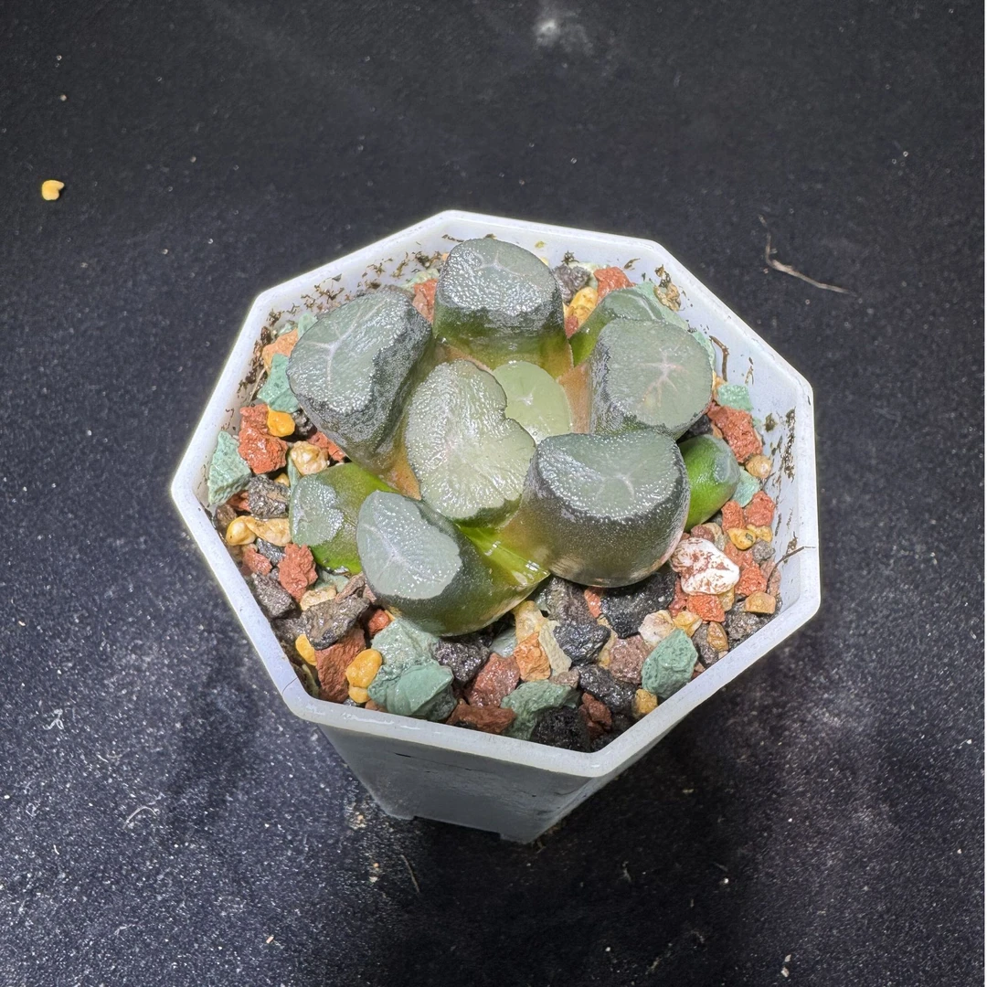 多肉玉露十二卷 大爆炸万象 室内外好养盆栽 带盆土发货