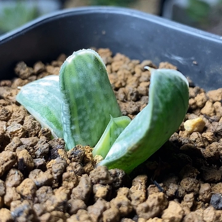 不带盆脱土裸根发货