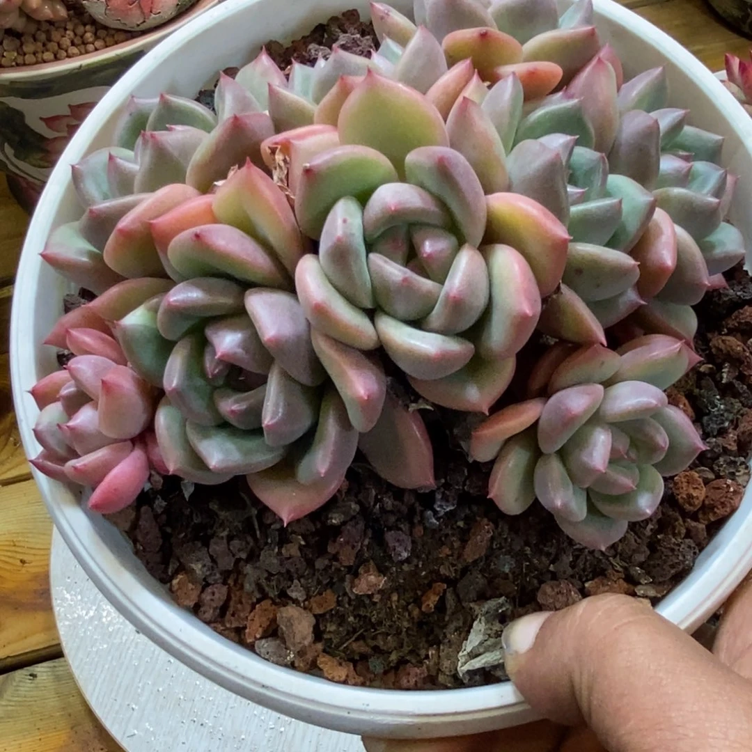 不知名的群生多肉