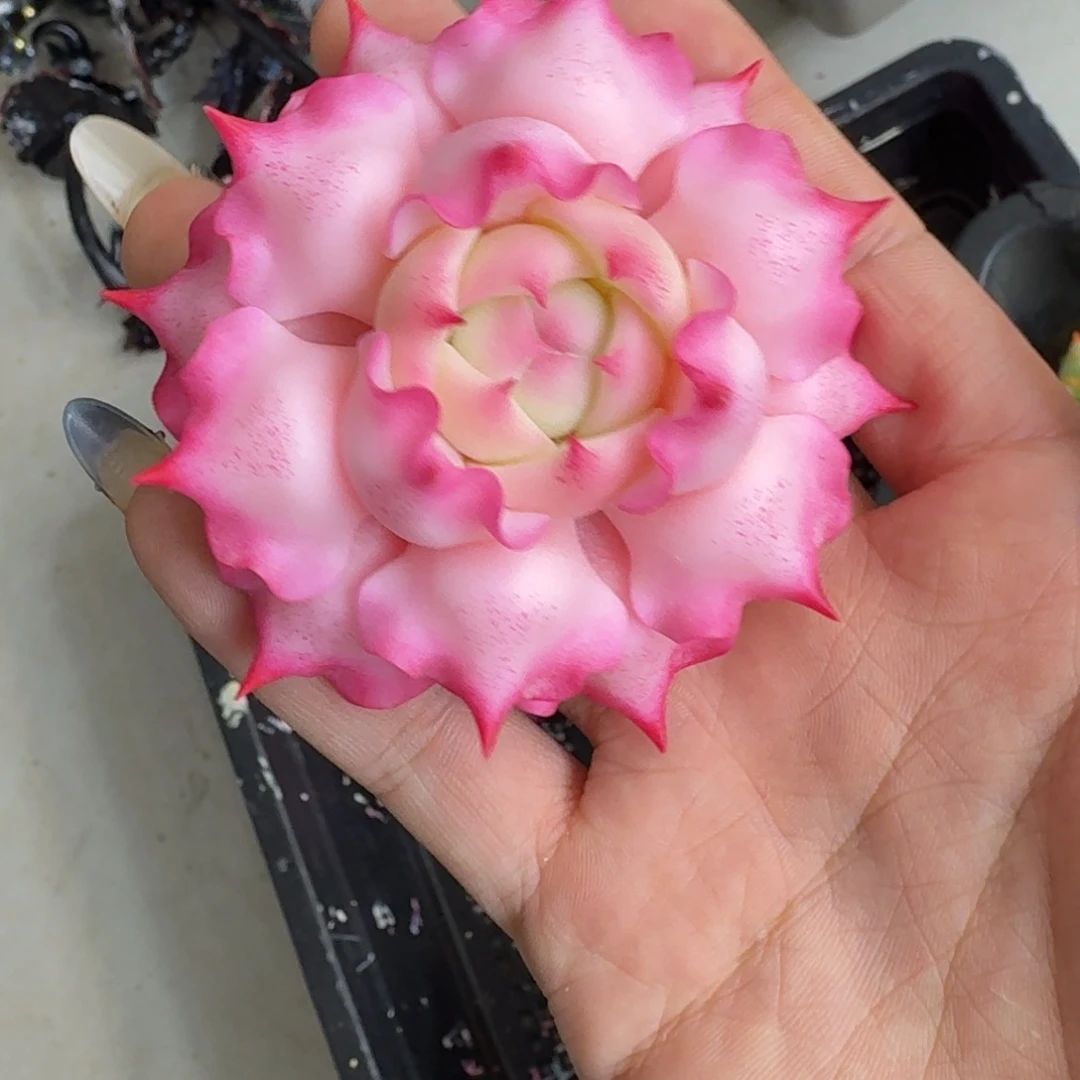树脂制品35号噢噢噢噢