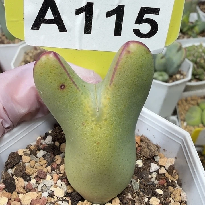 ₍****115mmmmmmmmmmmmmmmmmmmmmmm