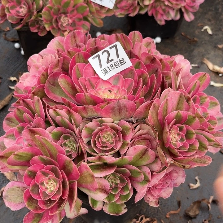 云南多肉倾城朵朵无根福利727
