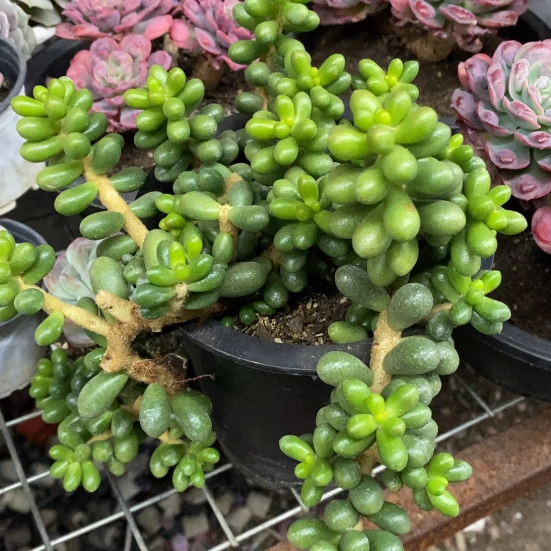 绿龟卵整桩无砍大盆