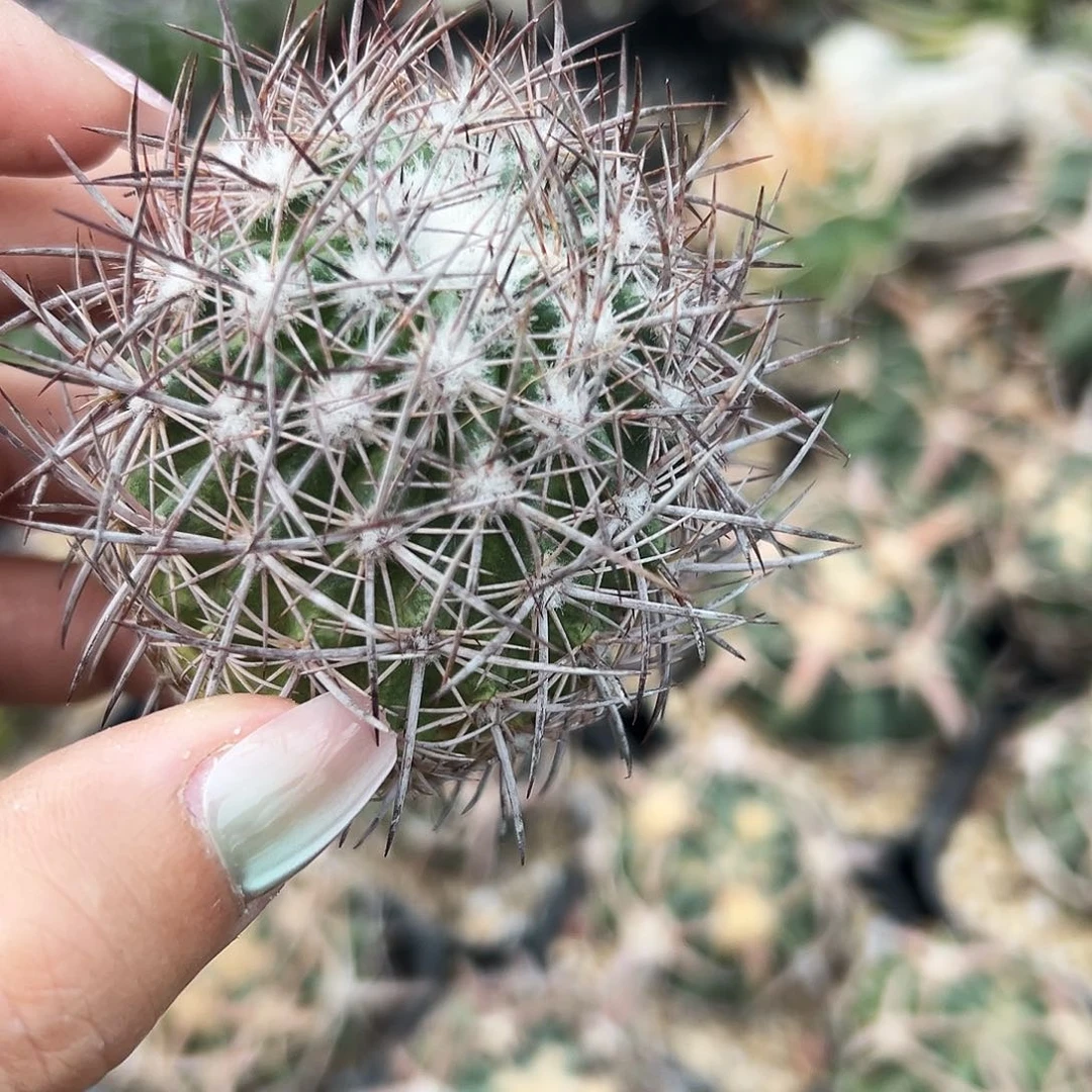 英冠有根仙人球66666