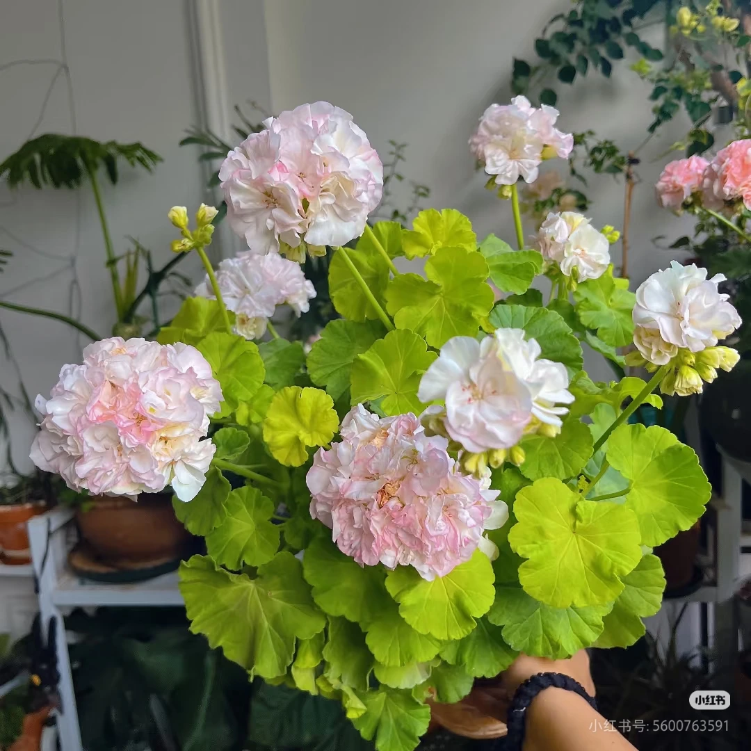 【草地幻想】直立天竺葵苗没有售后（零下拍保温冻坏不售后）