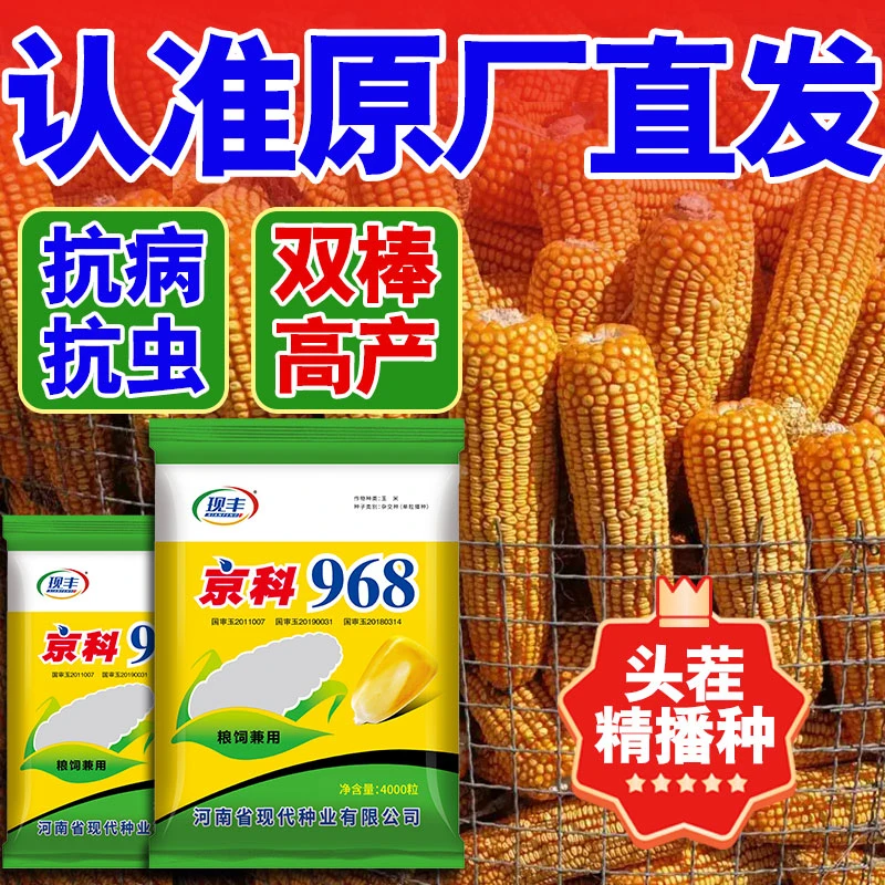 【四国审原厂版京科968】【极耐高温一粒不少】高产玉米种子 4000粒