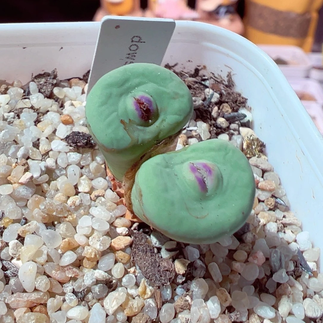 707-301多肉dows嘴红嘴