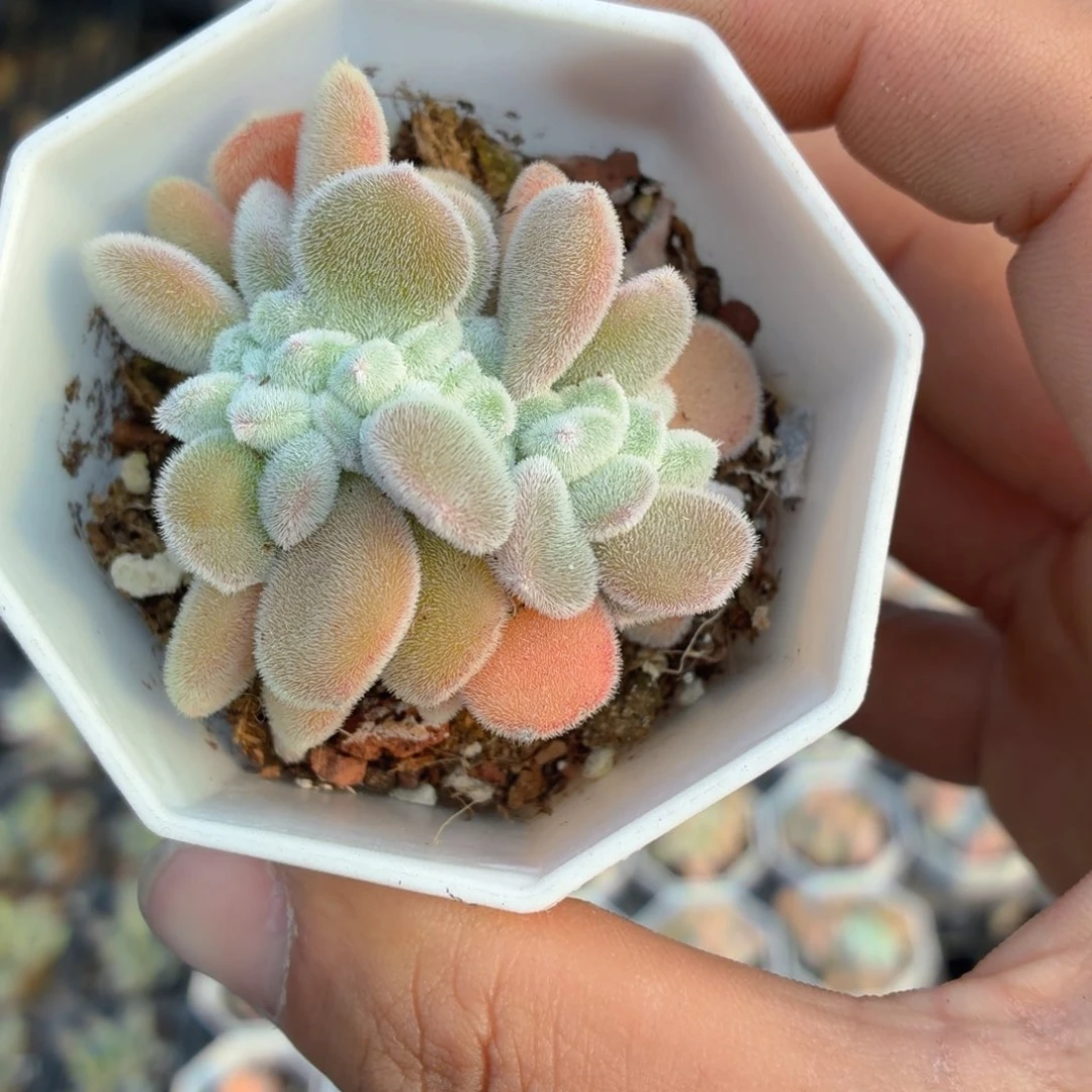 雪晃星缀化多肉9.9包邮发货