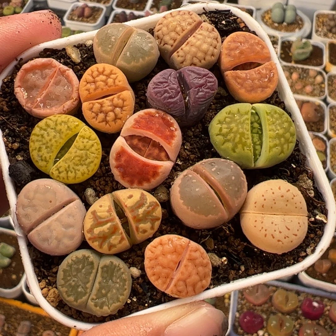 522多肉植物组合