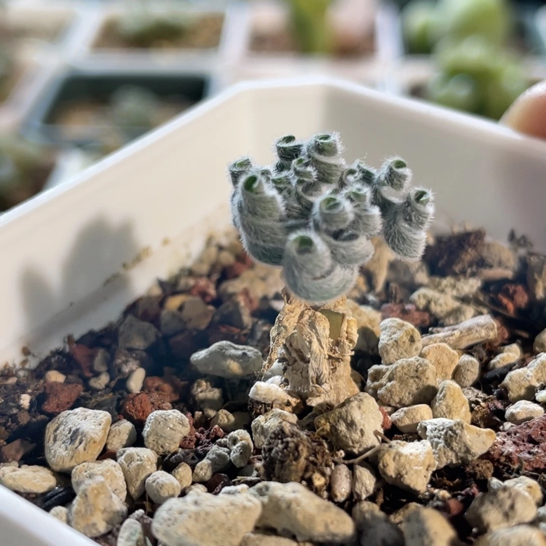 大球gl弹簧草植物一物一拍