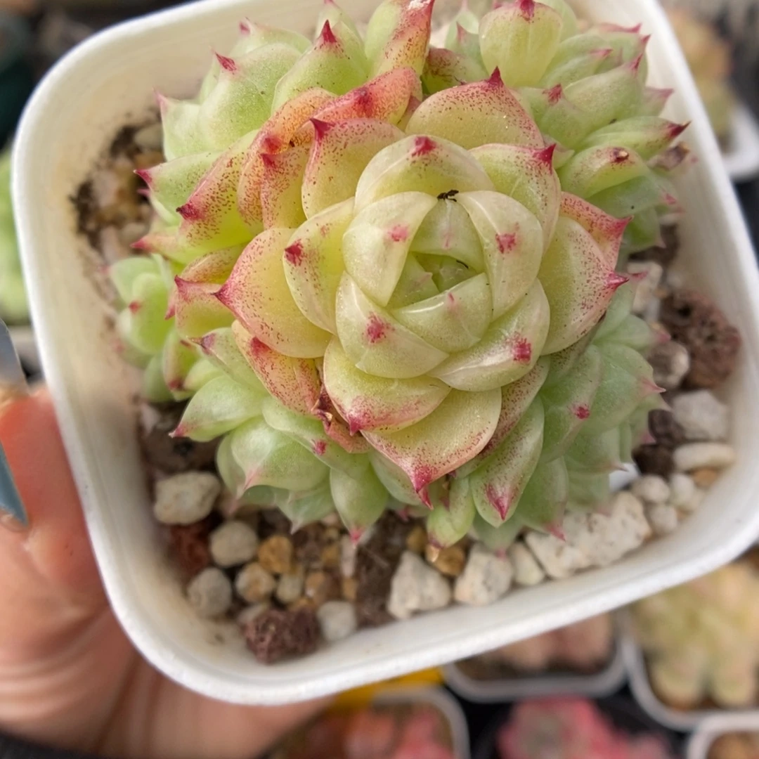 蜜蜡麦秆捧花955号。