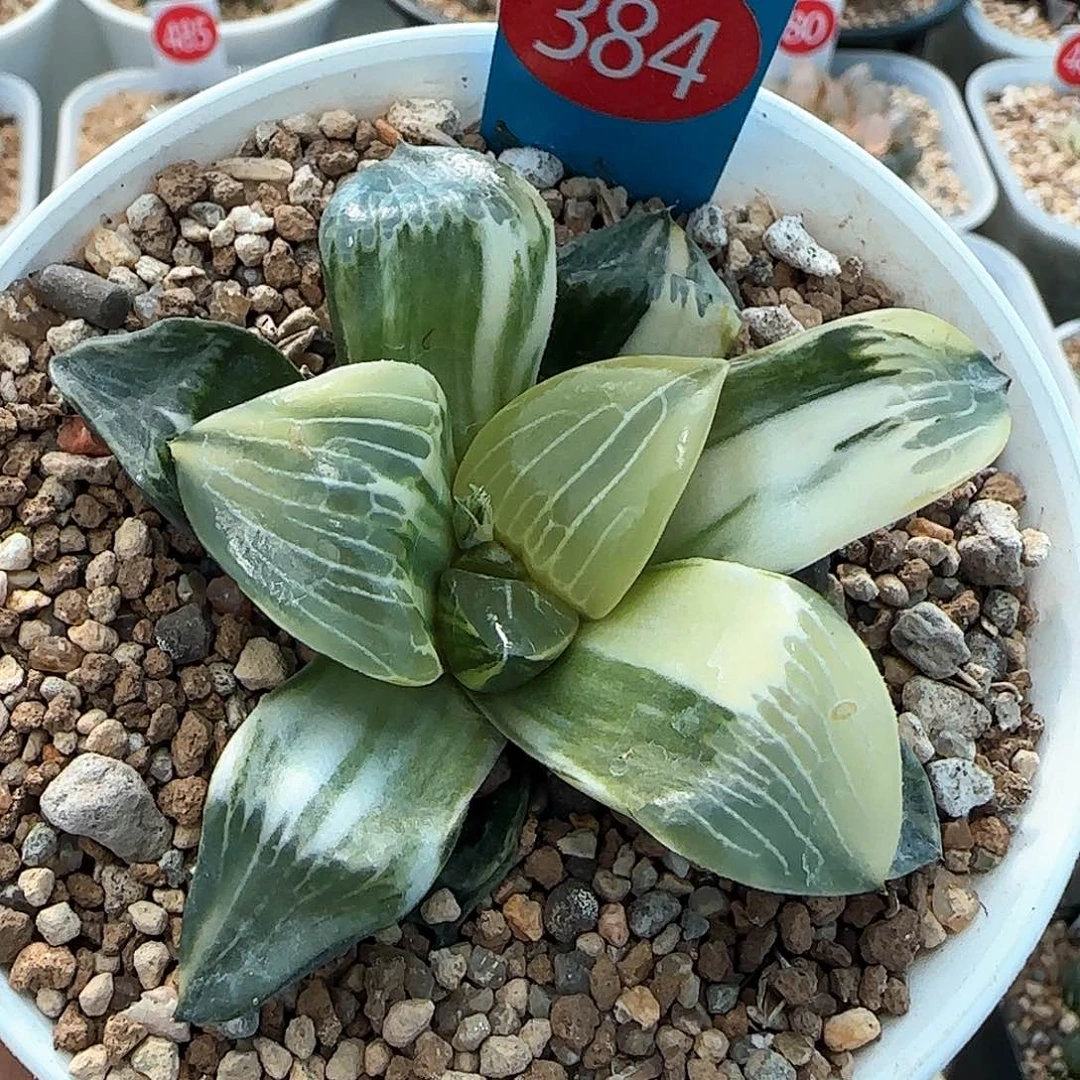 384号康克锦一物一拍带盆土