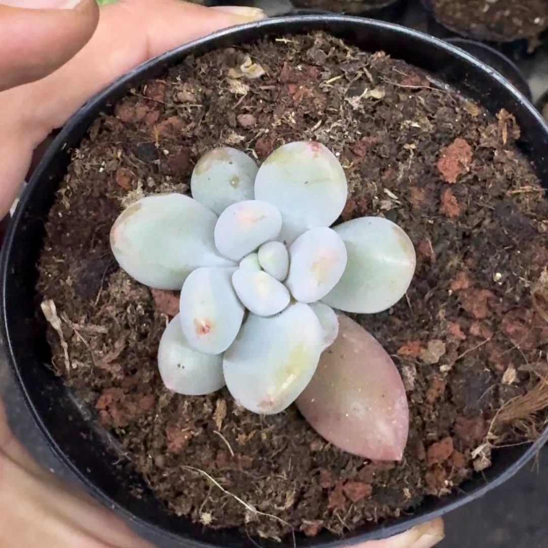 胖彩体 哥特 单头 叶插 一物一拍